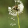 Chute de parachutes. Jardin Nestin. Véronique côme